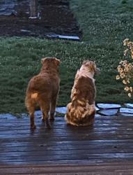 Reunited Male Dog last seen Oregon Horse Center, Junction City, OR 97448
