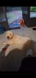 Reunited Male Dog last seen Near nw 104th ct, Gainesville, FL 32606