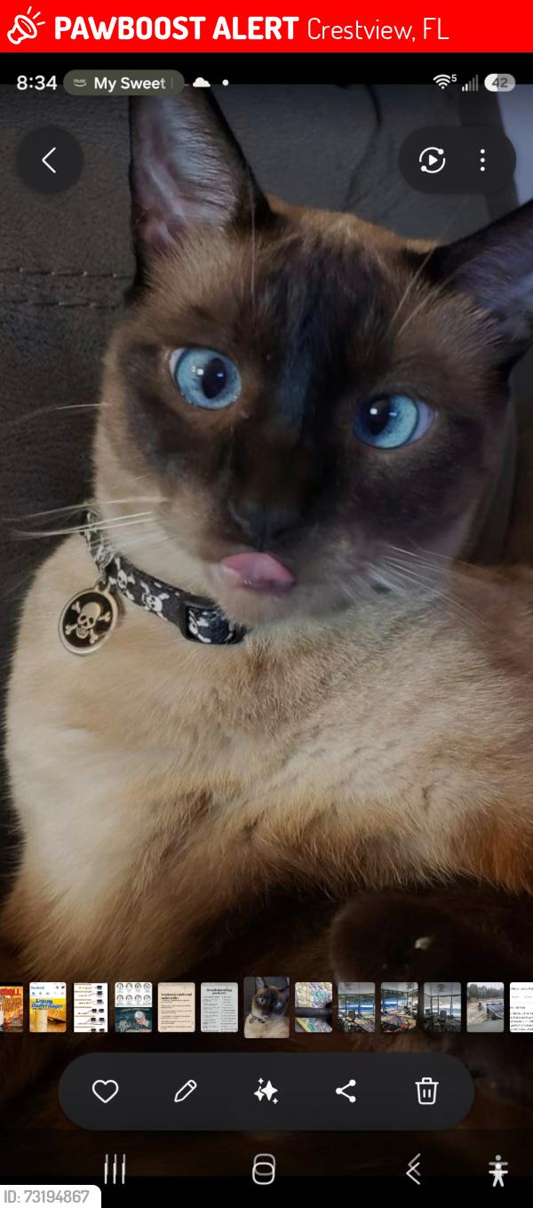 Lost Male Cat last seen Lake Silver Rd, Crestview, FL 32536