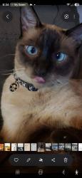 Lost Male Cat last seen Lake Silver Rd, Crestview, FL 32536