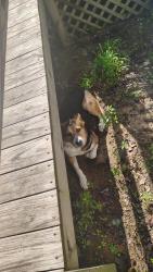 Reunited Female Dog last seen Seven paths rd spring hope, Spring Hope, NC 27882