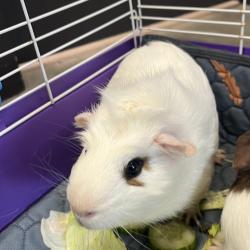 Shelter Stray Male Other last seen , 3607 N Armenia Ave, Tampa, FL 33607, USA
