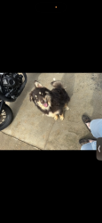 Reunited Male Dog last seen Wax rd, Silver Creek, GA 30173
