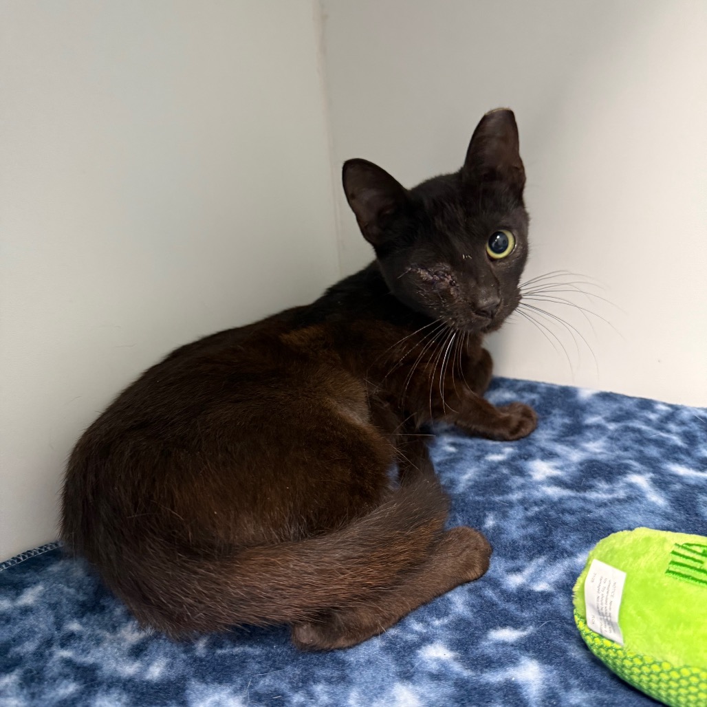 Shelter Stray Female Cat last seen , 8020 Washington St, Port Richey, FL 34668, USA