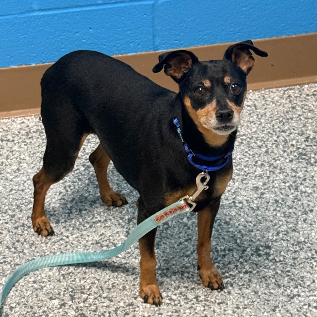 Shelter Stray Male Dog last seen , 800 Southwest Dr, Cheyenne, WY 82007, USA
