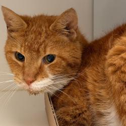 Shelter Stray Male Cat last seen , Animal Care & Control Team of Philly, 111 W Hunting Park Ave, Philadelphia, PA 19140, USA