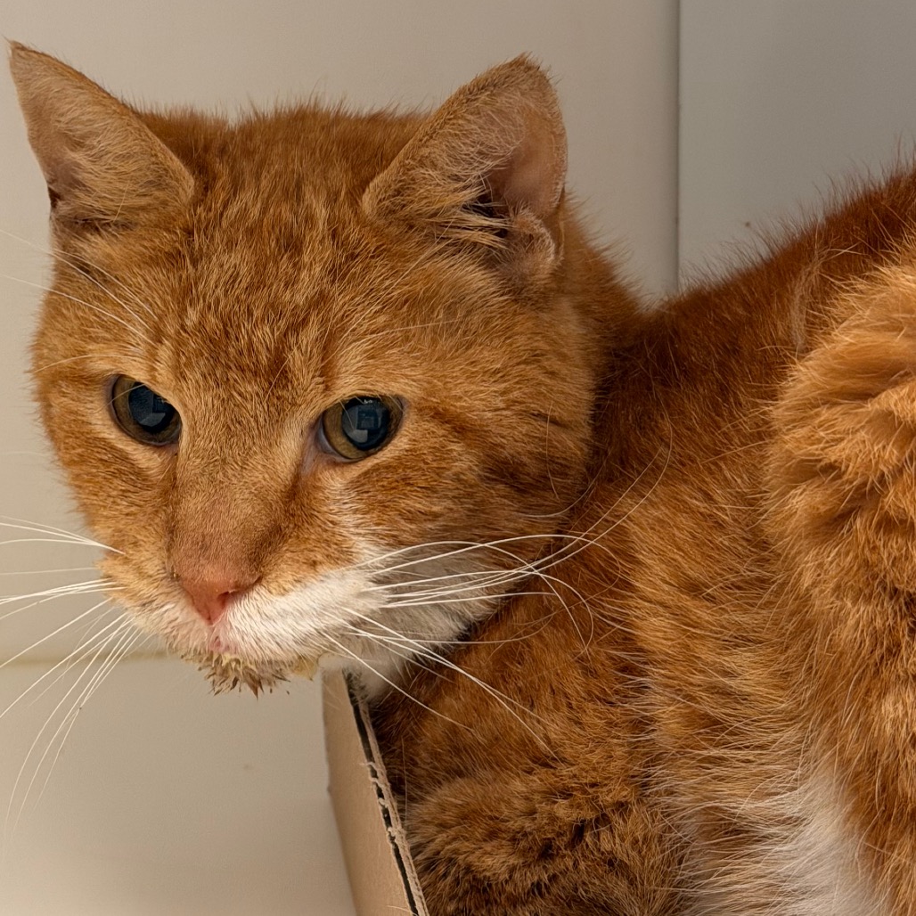 Shelter Stray Male Cat last seen , Animal Care & Control Team of Philly, 111 W Hunting Park Ave, Philadelphia, PA 19140, USA