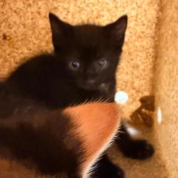 Shelter Stray Male Cat last seen , Animal Care & Control Team of Philly, 111 W Hunting Park Ave, Philadelphia, PA 19140, USA