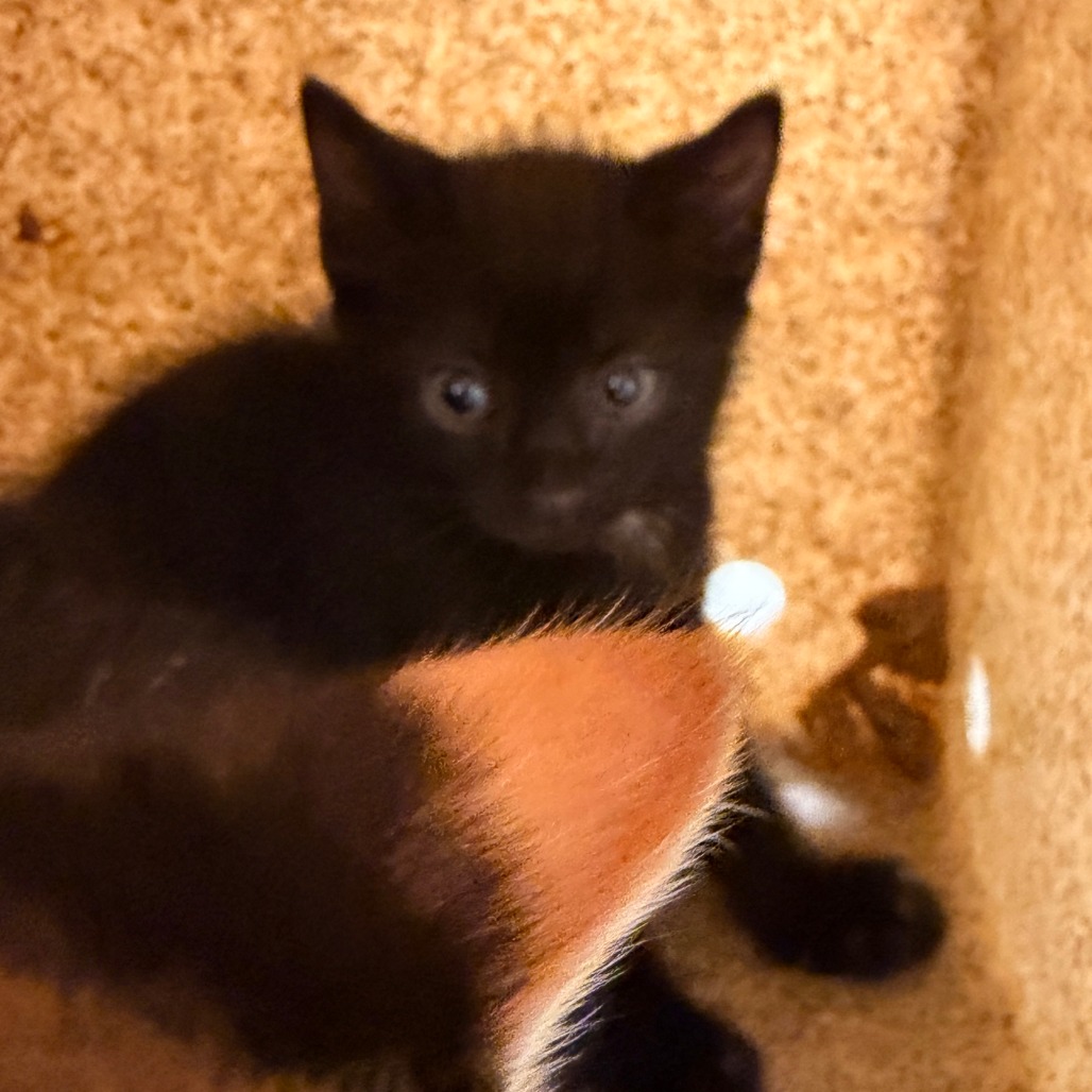 Shelter Stray Male Cat last seen , Animal Care & Control Team of Philly, 111 W Hunting Park Ave, Philadelphia, PA 19140, USA
