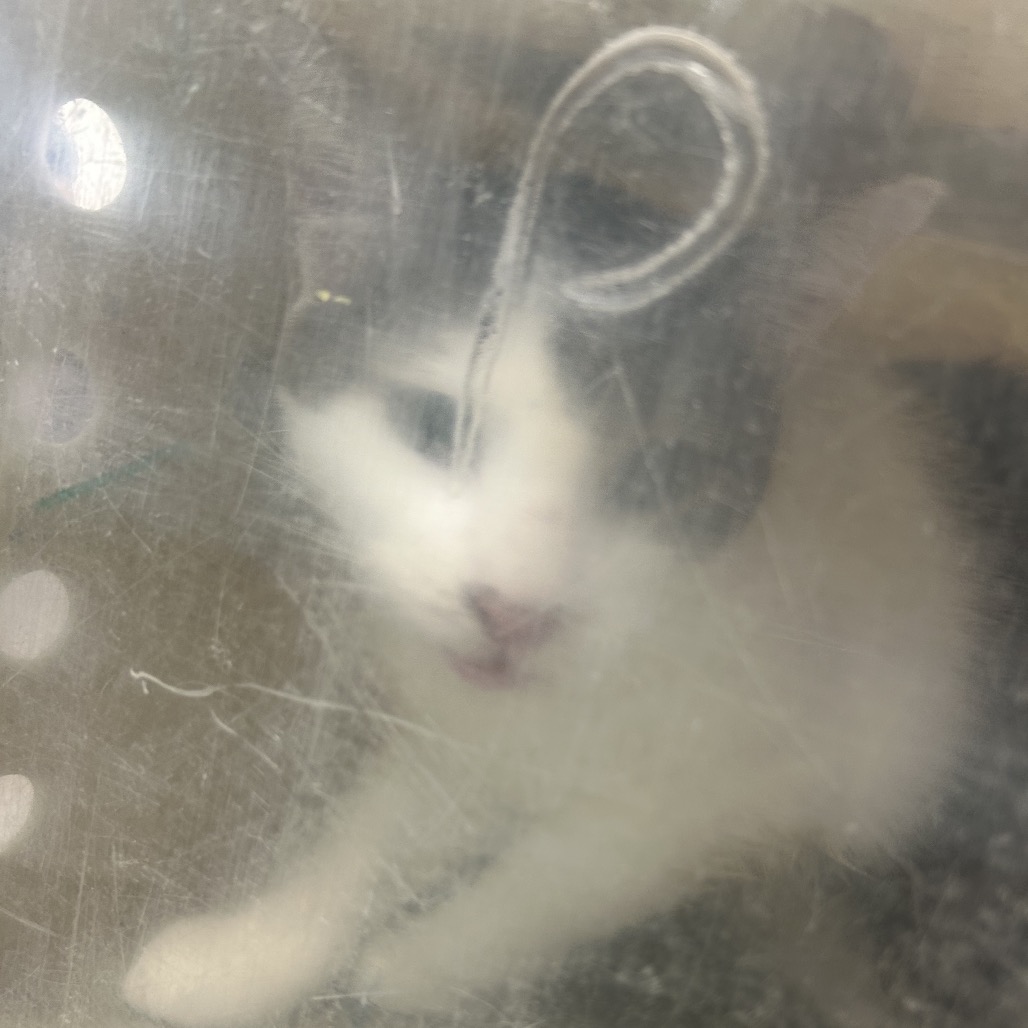 Shelter Stray Male Cat last seen , Animal Care & Control Team of Philly, 111 W Hunting Park Ave, Philadelphia, PA 19140, USA