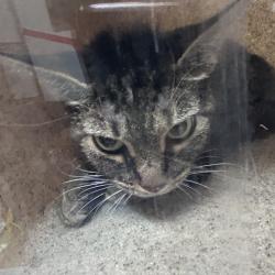 Shelter Stray Female Cat last seen , Animal Care & Control Team of Philly, 111 W Hunting Park Ave, Philadelphia, PA 19140, USA
