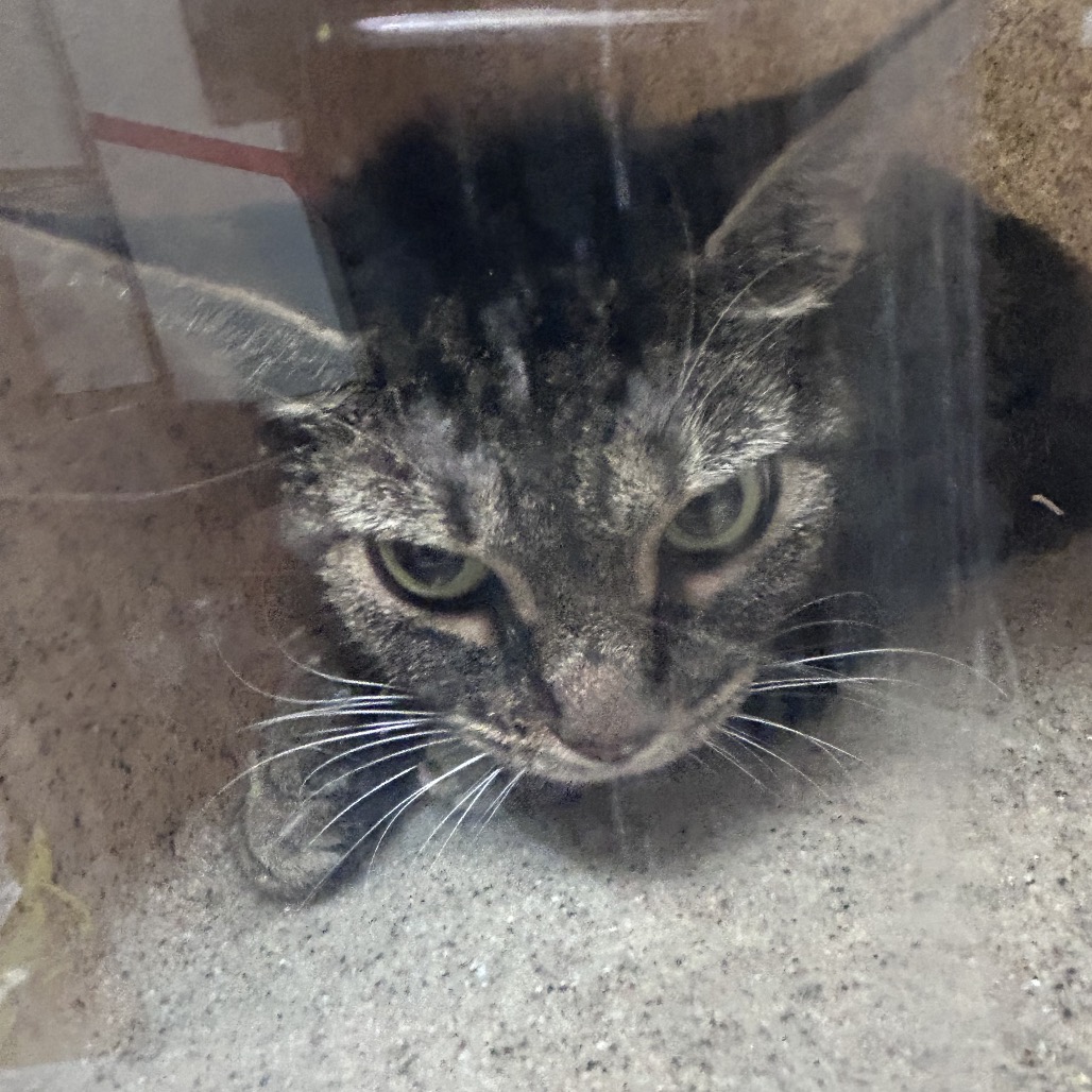 Shelter Stray Female Cat last seen , Animal Care & Control Team of Philly, 111 W Hunting Park Ave, Philadelphia, PA 19140, USA