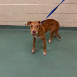 Shelter Stray Female Dog last seen , 2350 Appling City Cove, Memphis, TN 38133, USA