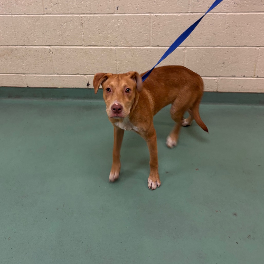 Shelter Stray Female Dog last seen , 2350 Appling City Cove, Memphis, TN 38133, USA