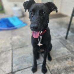 Shelter Stray Female Dog last seen , 2350 Appling City Cove, Memphis, TN 38133, USA