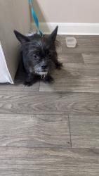 Found/Stray Female Dog last seen Near Wells Fargo, Houston, TX 77057