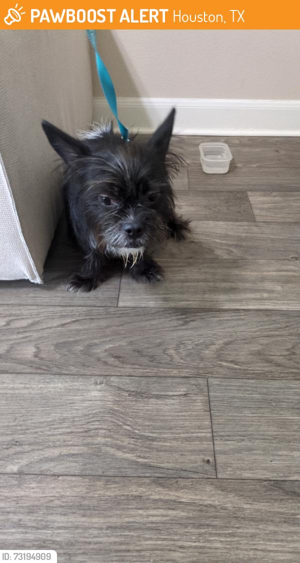 Found/Stray Female Dog last seen Near Wells Fargo, Houston, TX 77057