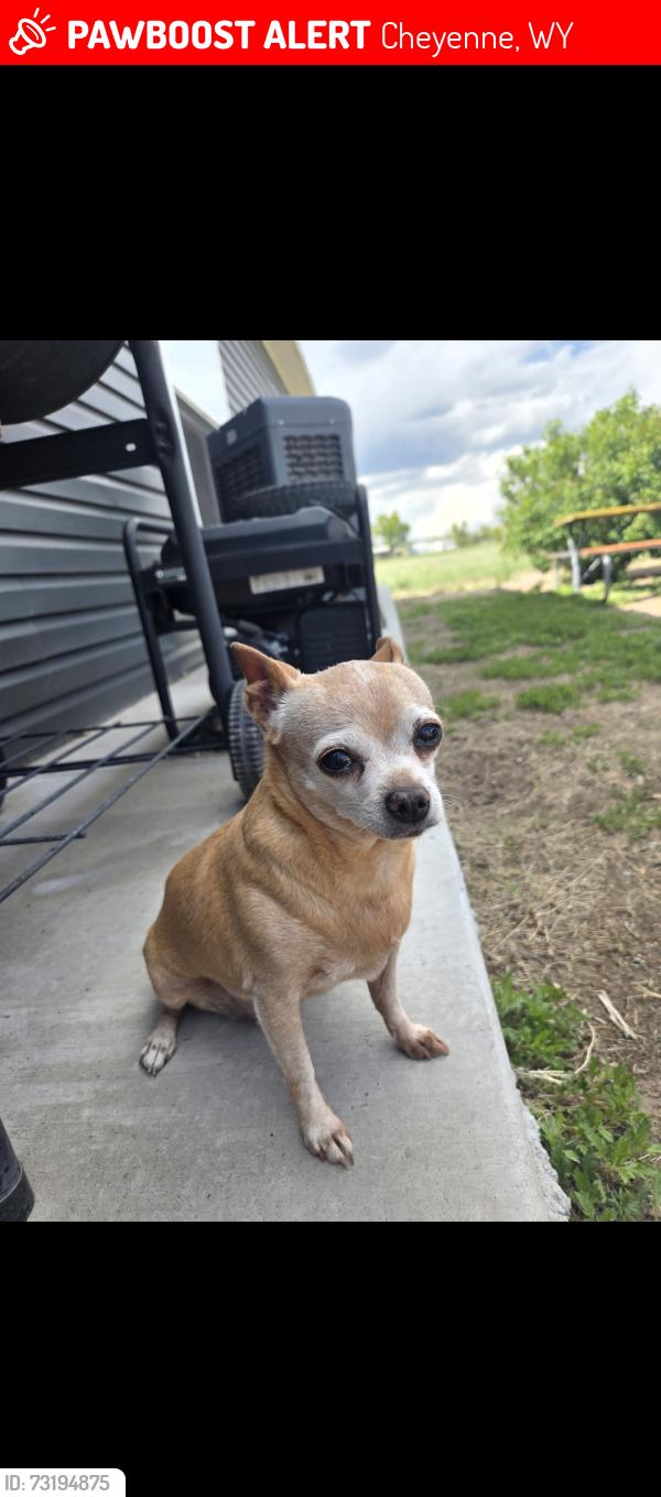 Lost Female Dog last seen Persons rd, Cheyenne, WY 82007