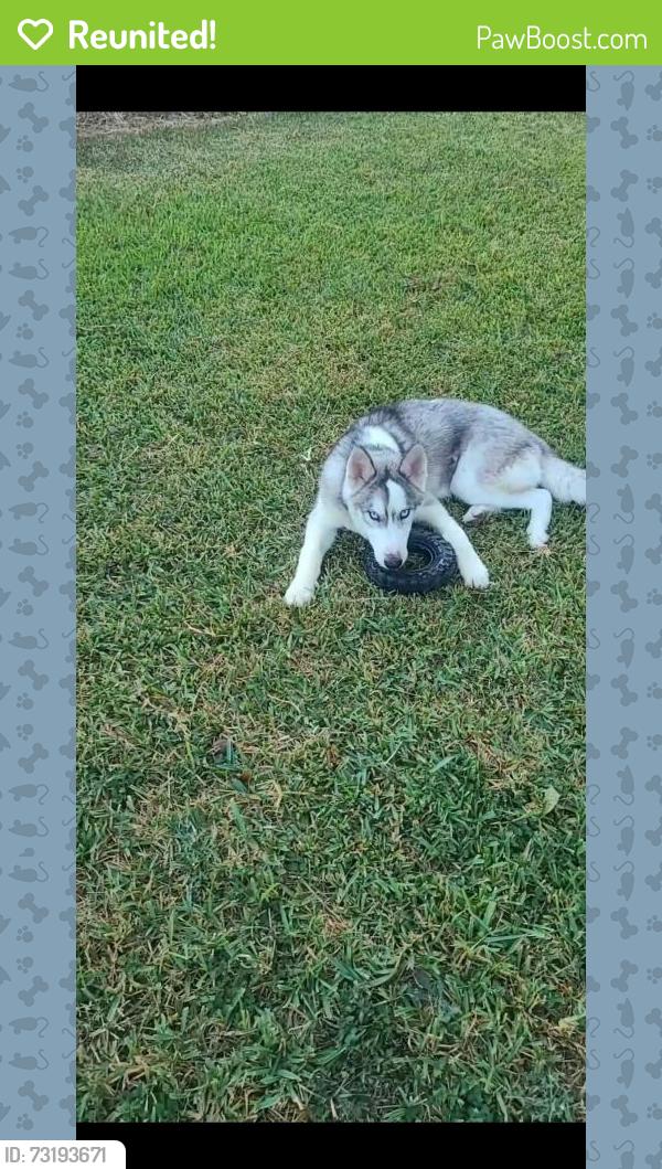 Reunited Male Dog last seen mccreeles market and hot wheels area, San Antonio, TX 78223