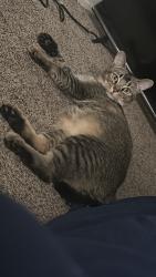Reunited Male Cat last seen S 46th st, San Diego, CA 92113
