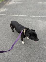 Found/Stray Male Dog last seen In the Monroe apmts parking lot, Albany, NY 12210