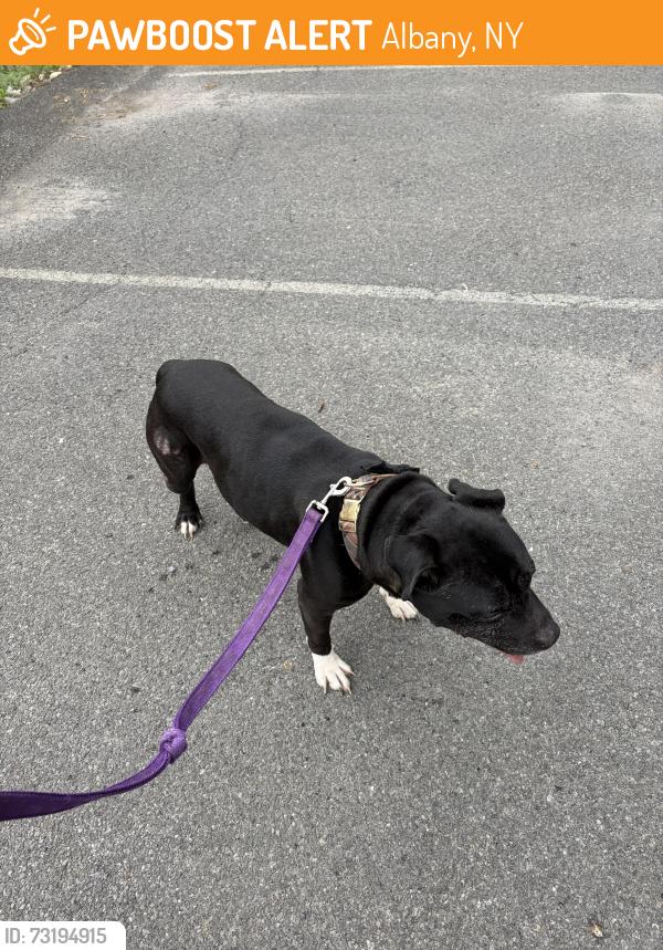 Found/Stray Male Dog last seen In the Monroe apmts parking lot, Albany, NY 12210