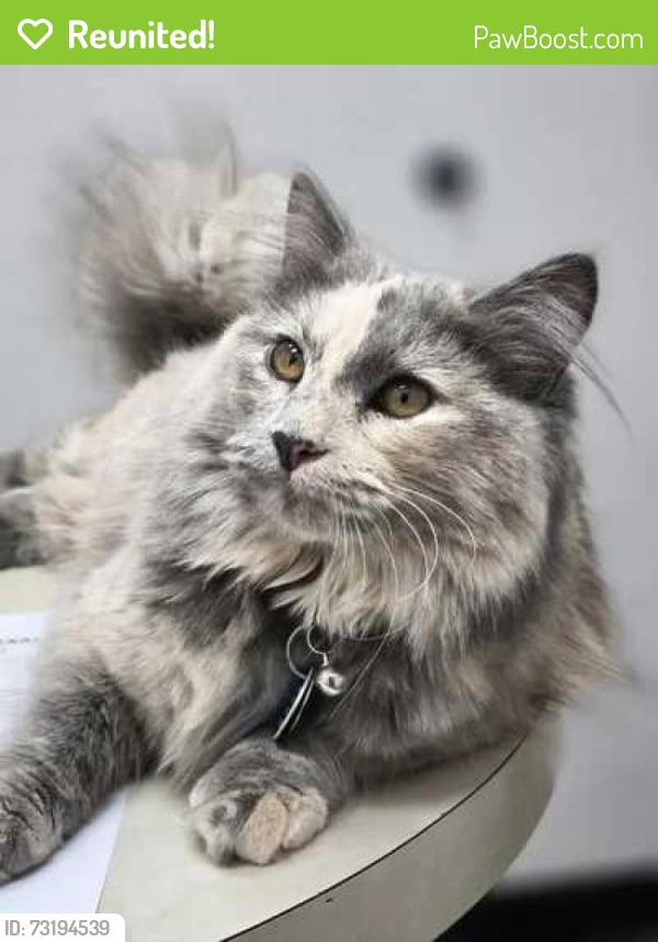 Reunited Female Cat last seen Country Ranch apmt Homes, Fort Collins, CO 80528