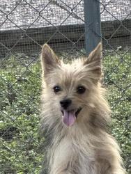Reunited Male Dog last seen Grissom and French Meadow, San Antonio, TX 78250