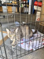 Reunited Female Cat last seen Gothard Street and Ellis Ave. Near SeaBreeze Church, Huntington Beach, CA 92648