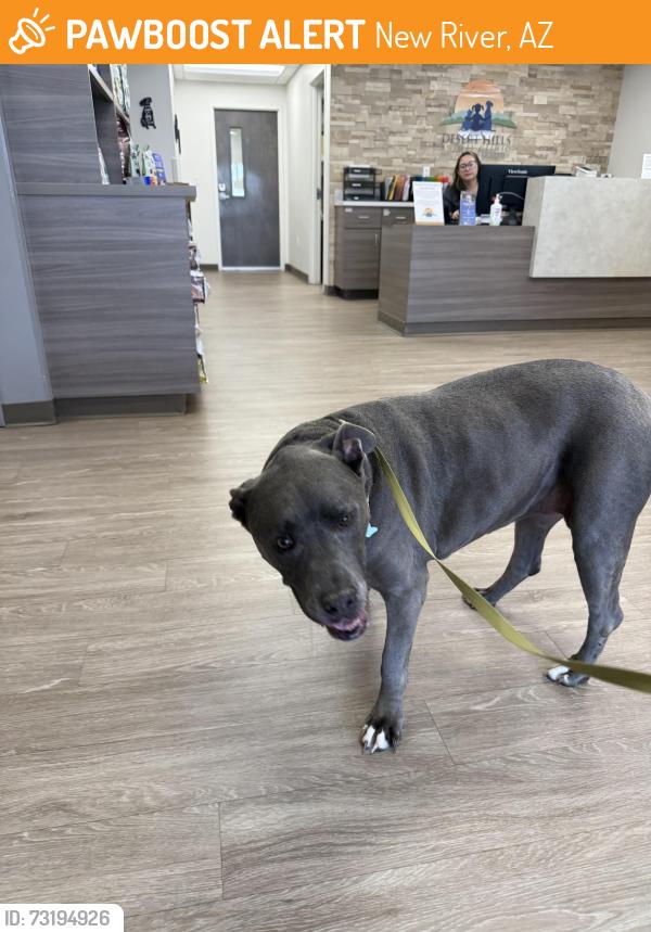 Found/Stray Female Dog last seen W desert hills rd & 19 ave, New River, AZ 85086