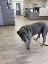 Found/Stray Female Dog last seen W desert hills rd & 19 ave, New River, AZ 85086