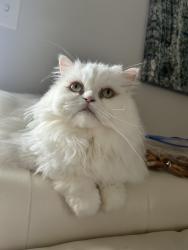Reunited Female Cat last seen Megan Ct., Palm Harbor, FL 34684