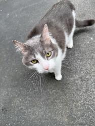 Found/Stray Unknown Cat last seen Aspen Woods Dr and Covington, Yardley, PA 19067