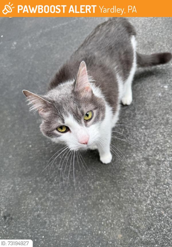 Found/Stray Unknown Cat last seen Aspen Woods Dr and Covington, Yardley, PA 19067