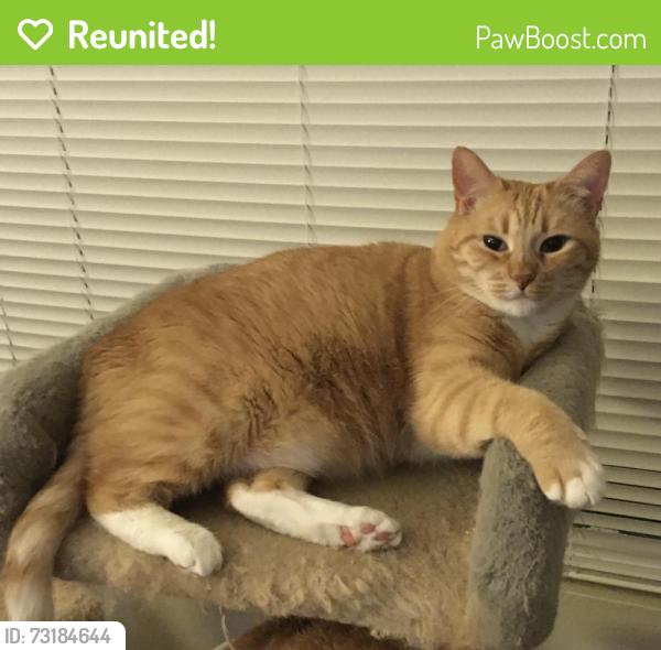 Reunited Female Cat last seen Amys St and Presioca, Dictionary Hill area, Spring Valley, CA 91977
