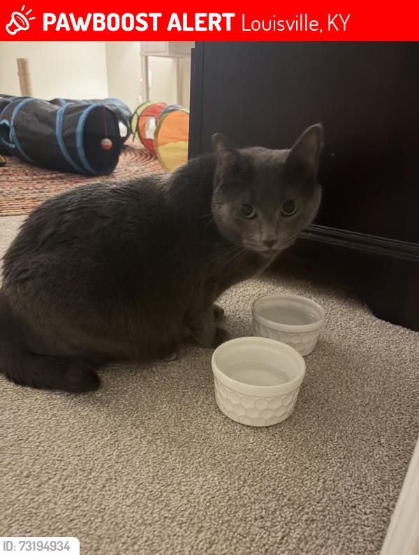 Lost Female Cat last seen Near Crowne Springs Circle apmt Complex in Springhurtst, Louisville, KY 40241