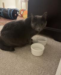 Lost Female Cat last seen Near Crowne Springs Circle apmt Complex in Springhurtst, Louisville, KY 40241