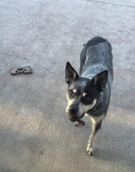 Lost Female Dog last seen Rancho Frontera Calexico, Calexico, CA 92231