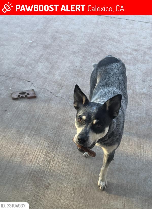 Lost Female Dog last seen Rancho Frontera Calexico, Calexico, CA 92231