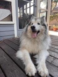 Reunited Unknown Dog last seen Greenfield & Queensland, Los Angeles, CA 90034