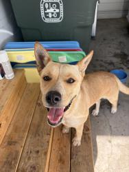 Found/Stray Female Dog last seen Minden and Graham, Memphis, TN 38111
