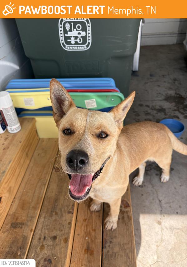 Found/Stray Female Dog last seen Minden and Graham, Memphis, TN 38111