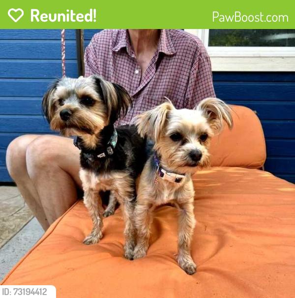 Reunited Unknown Dog last seen north mitchell street, south of ustick, Boise, ID 83704
