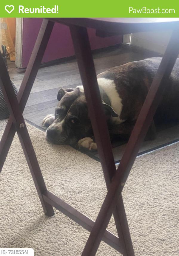 Reunited Female Dog last seen 54th and East C Street, Tacoma, WA 98404