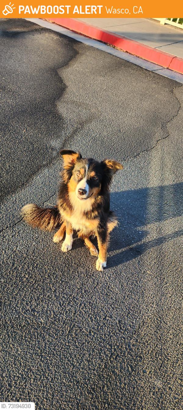 Found/Stray Female Dog last seen At Teresa Burke elementary school district, Wasco, CA 93280