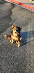 Found/Stray Female Dog last seen At Teresa Burke elementary school district, Wasco, CA 93280