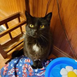 Lost Female Cat last seen East Spruce and Washington Street, Missoula, MT 59802