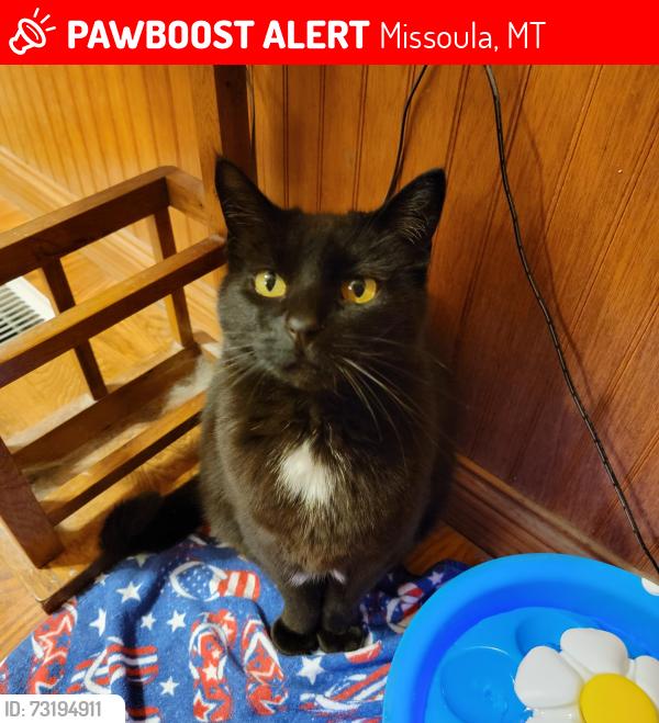 Lost Female Cat last seen East Spruce and Washington Street, Missoula, MT 59802