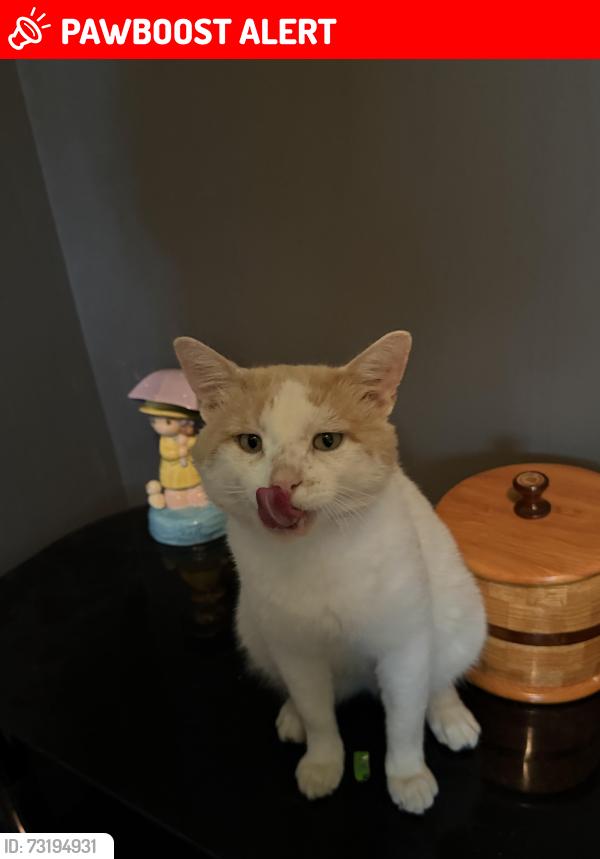 Lost Male Cat last seen At Charlottetown Vet Clinic, was last seen on newland crescent., Charlottetown, PE C1A 4H7