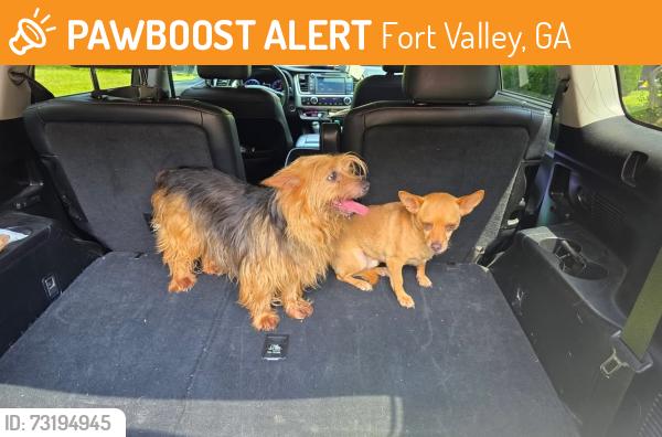 Found/Stray Unknown Dog last seen Hwy 96, Fort Valley, GA 31030